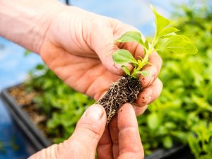 Stevia planta de semillero