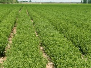 Stevia plantacion
