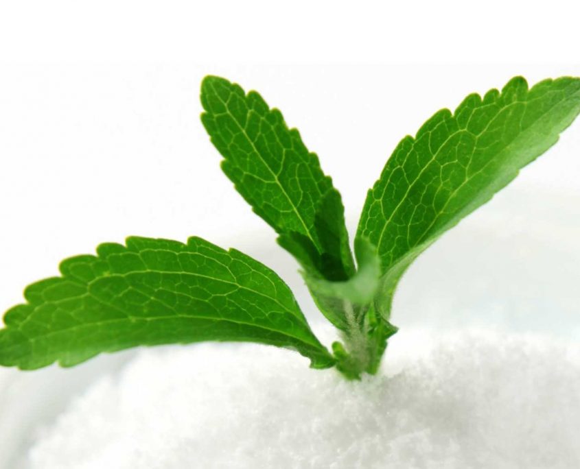 Stevia planta y polvo
